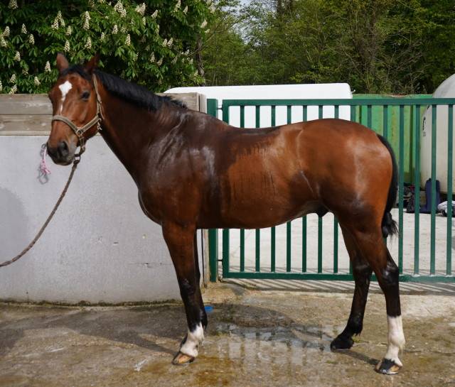 Gelding Selle Français For sale 2013 Bay