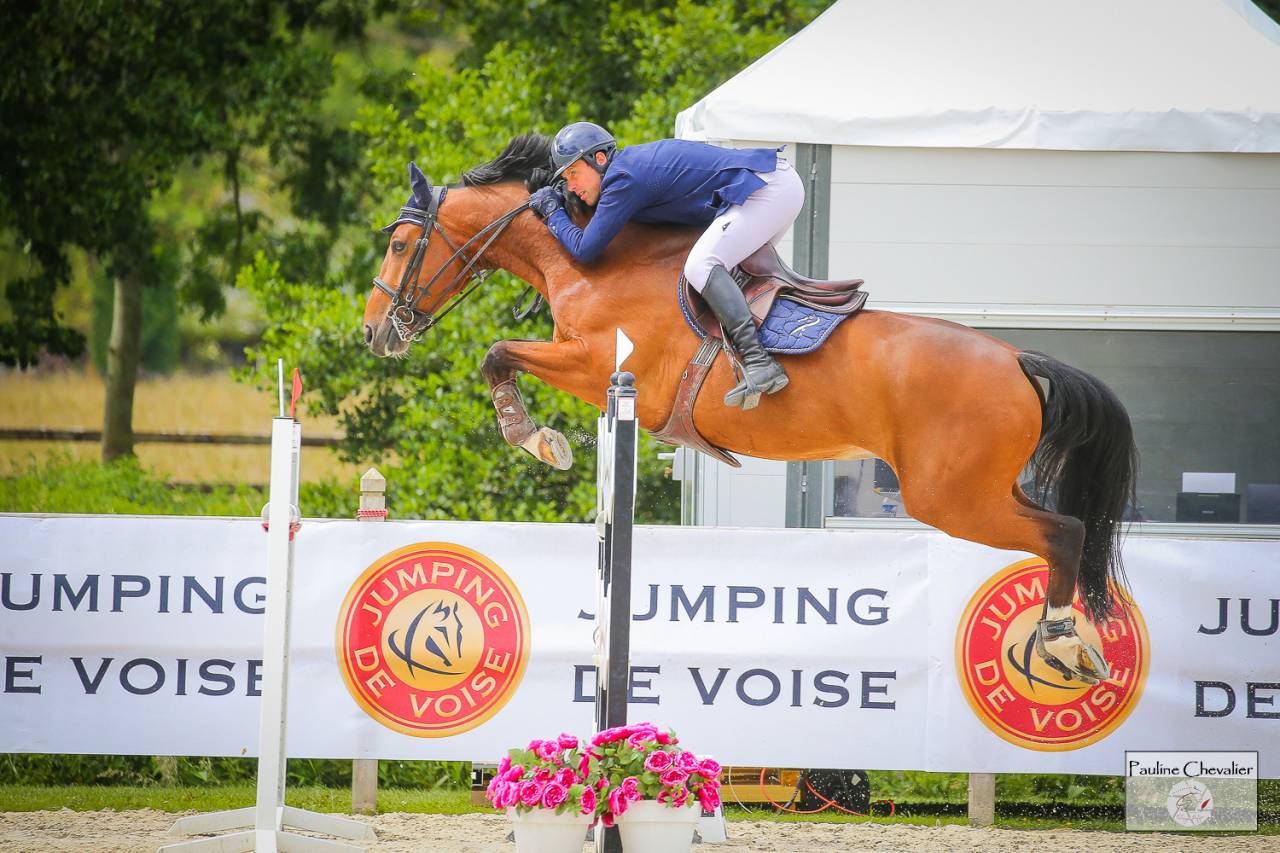 Gelding Selle Français For sale 2013 Bay