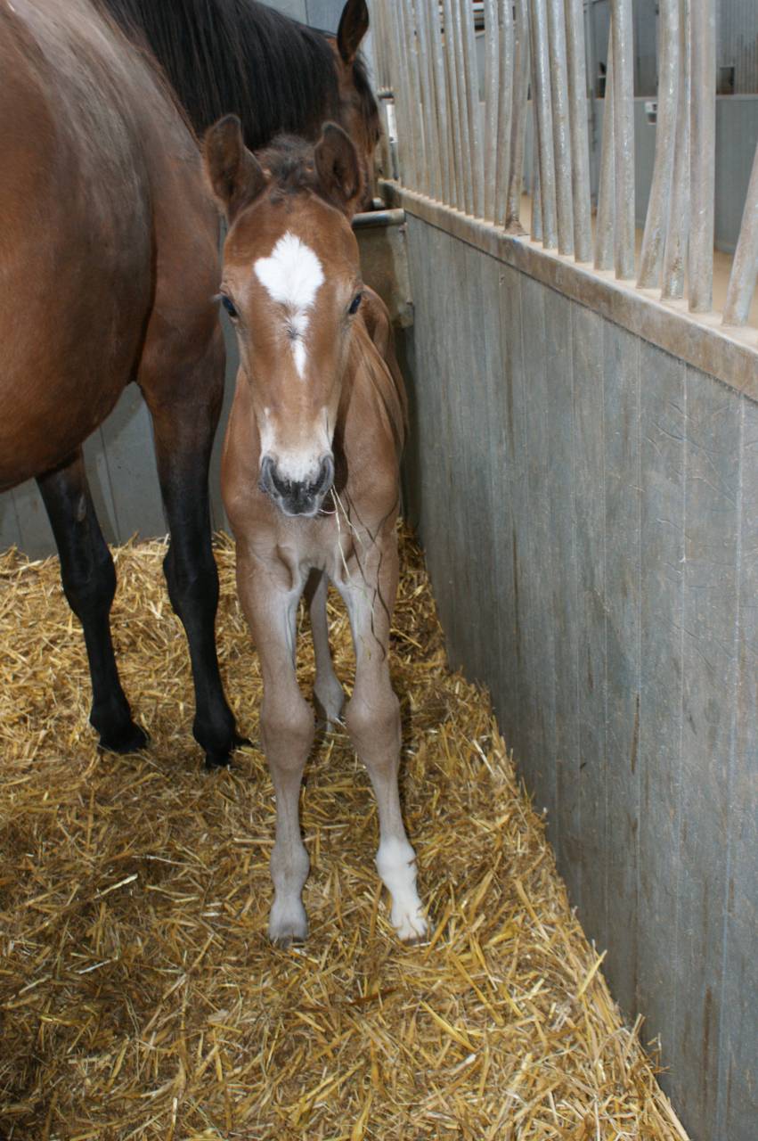 Gelding Selle Français For sale 2013 Bay