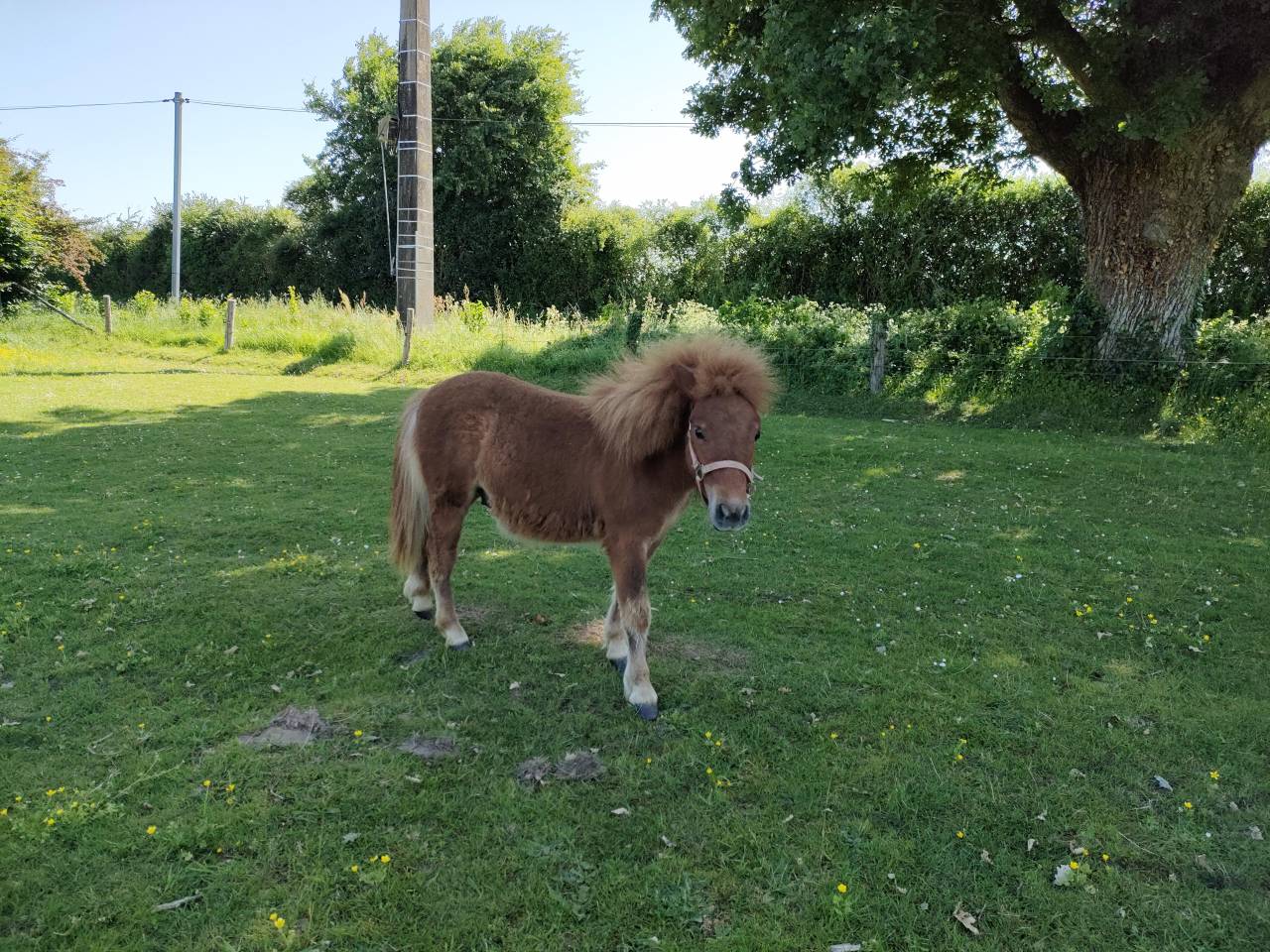 Entire Shetland Pony For sale 2024 Chesnut