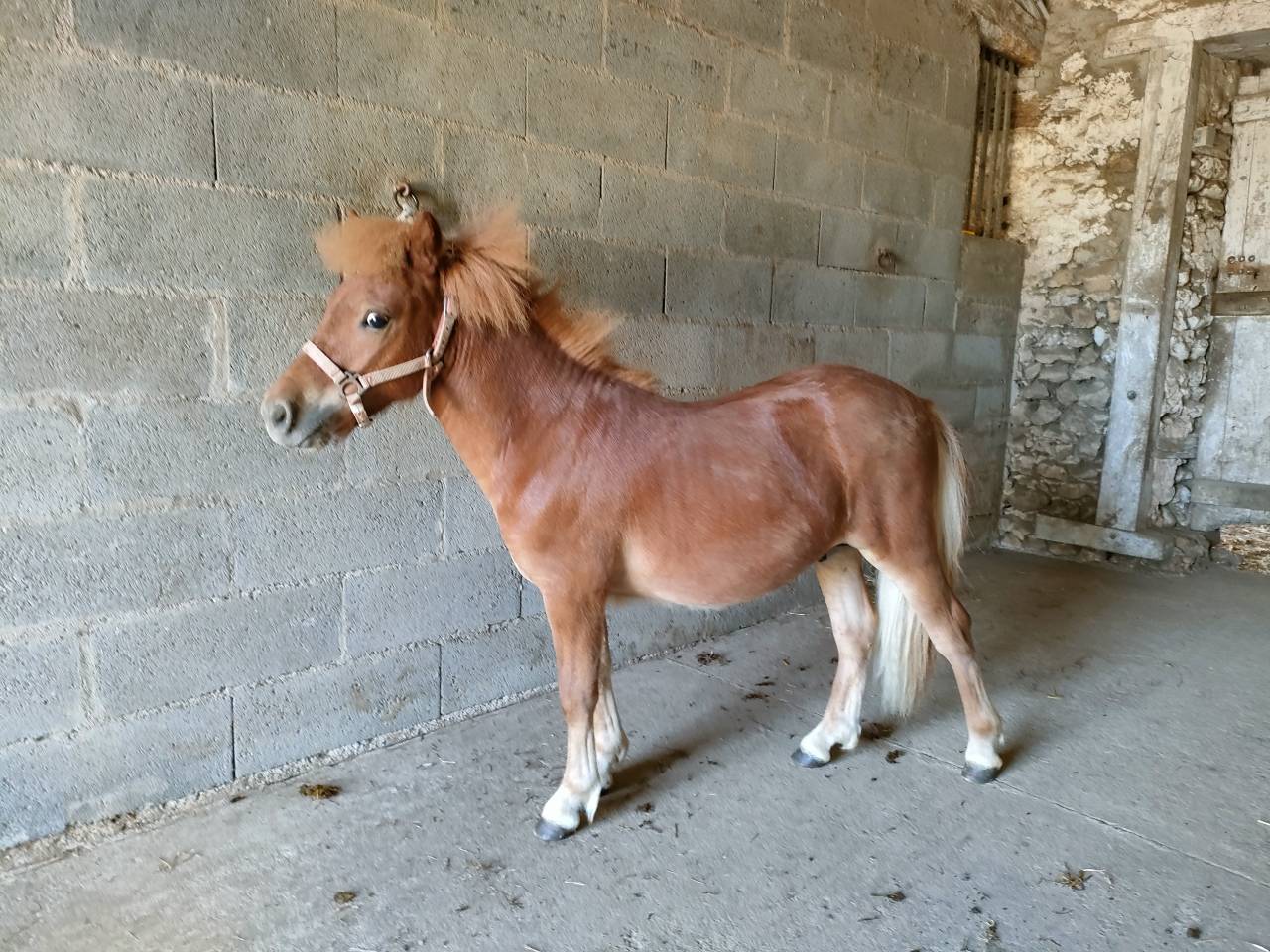 Entire Shetland Pony For sale 2024 Chesnut