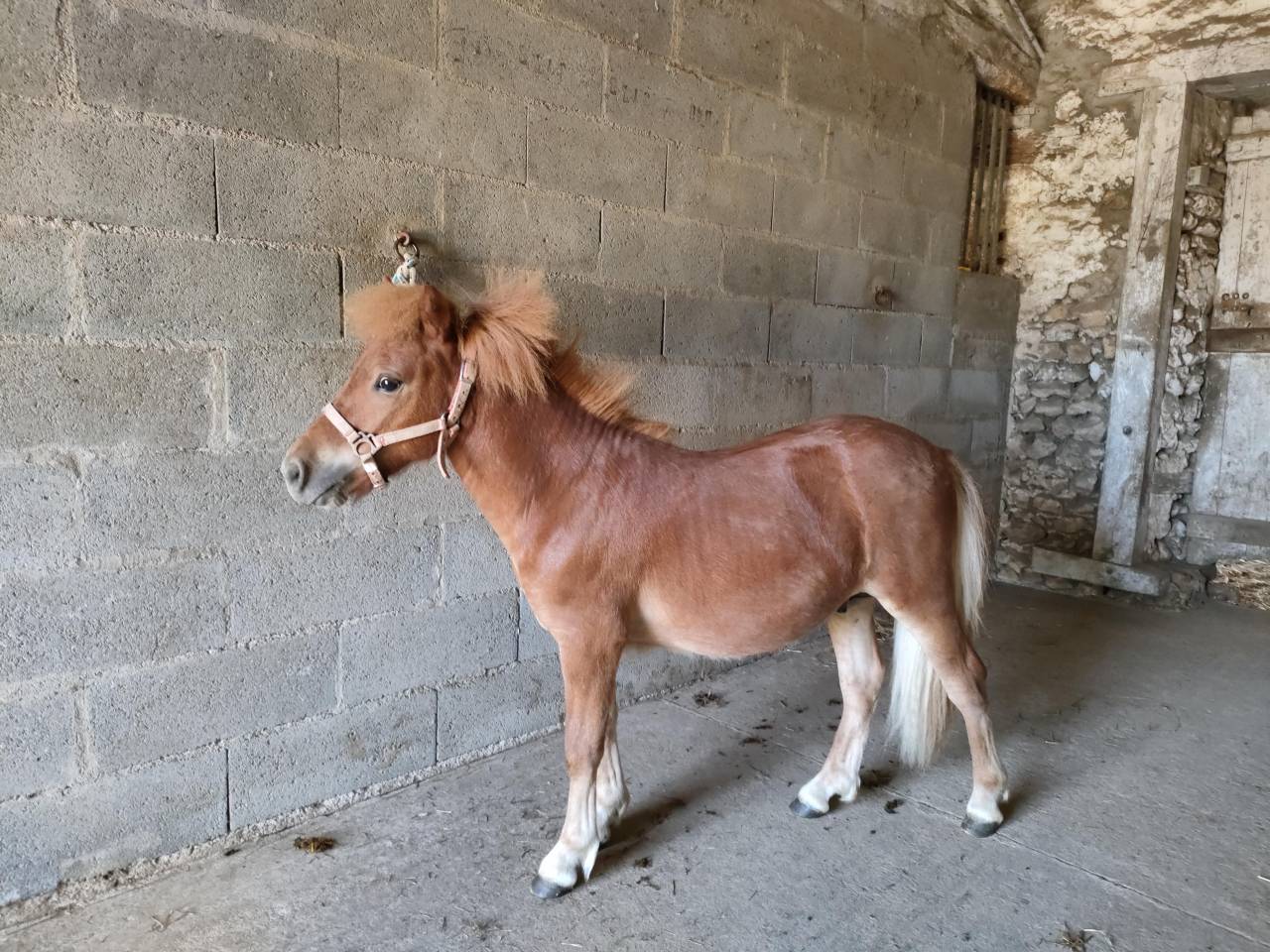 Entire Shetland Pony For sale 2024 Chesnut