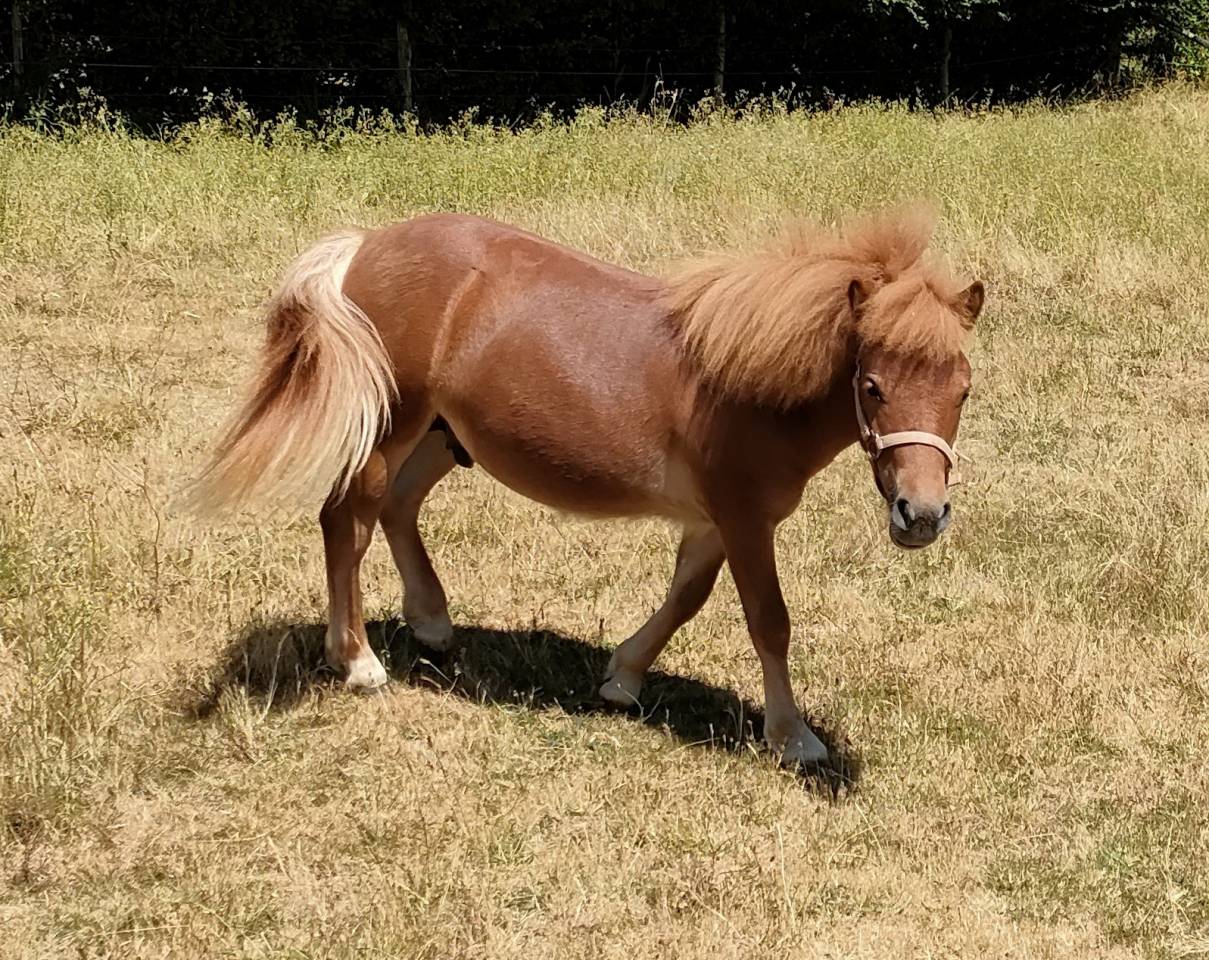 Entire Shetland Pony For sale 2024 Chesnut