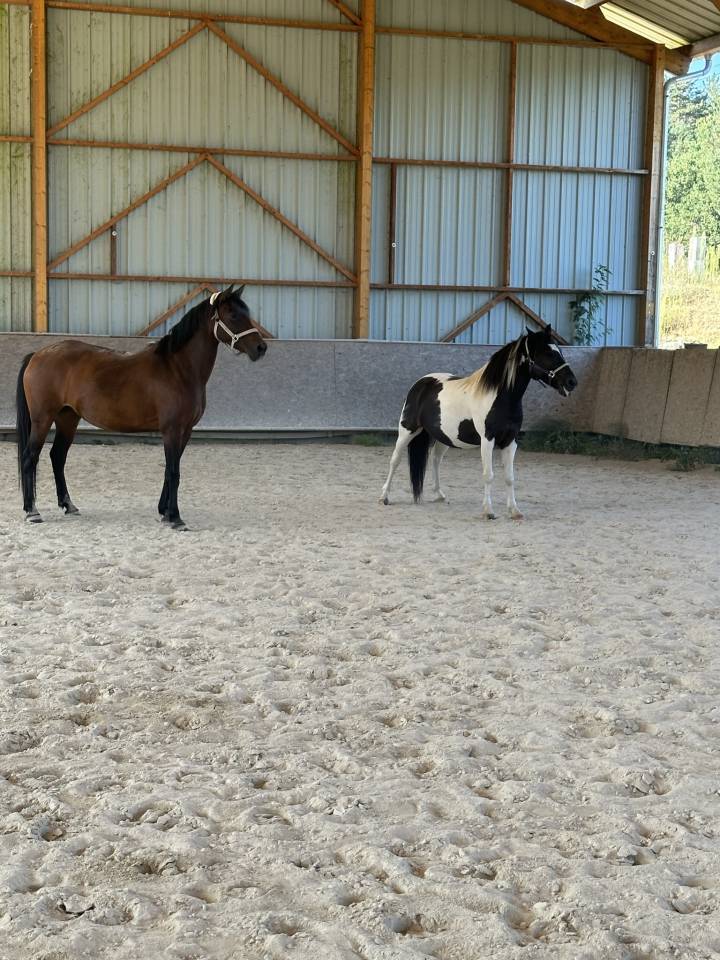 Mare No Origin Recorded For sale 2010 Bay