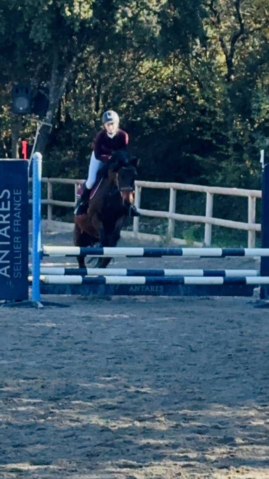 Mare No Origin Recorded For sale 2010 Bay