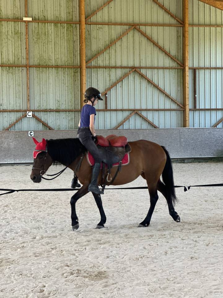 Mare No Origin Recorded For sale 2010 Bay