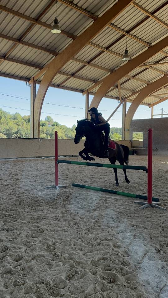 Mare No Origin Recorded For sale 2010 Bay