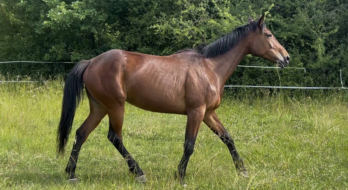 Mare French Trotter For sale 2018 Bay