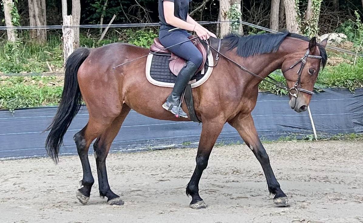 Mare French Trotter For sale 2018 Bay