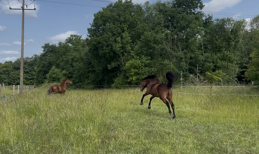 Mare French Trotter For sale 2018 Bay