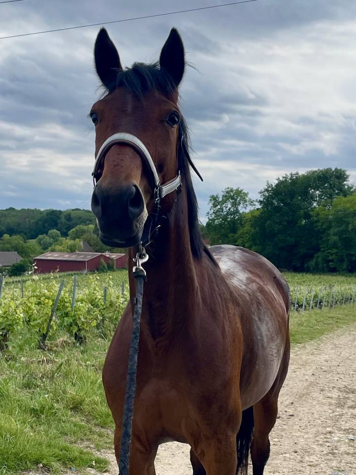 Mare French Trotter For sale 2018 Bay