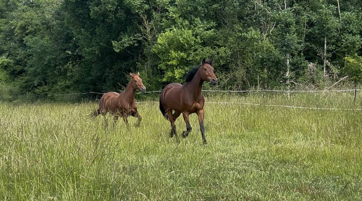 Mare French Trotter For sale 2018 Bay