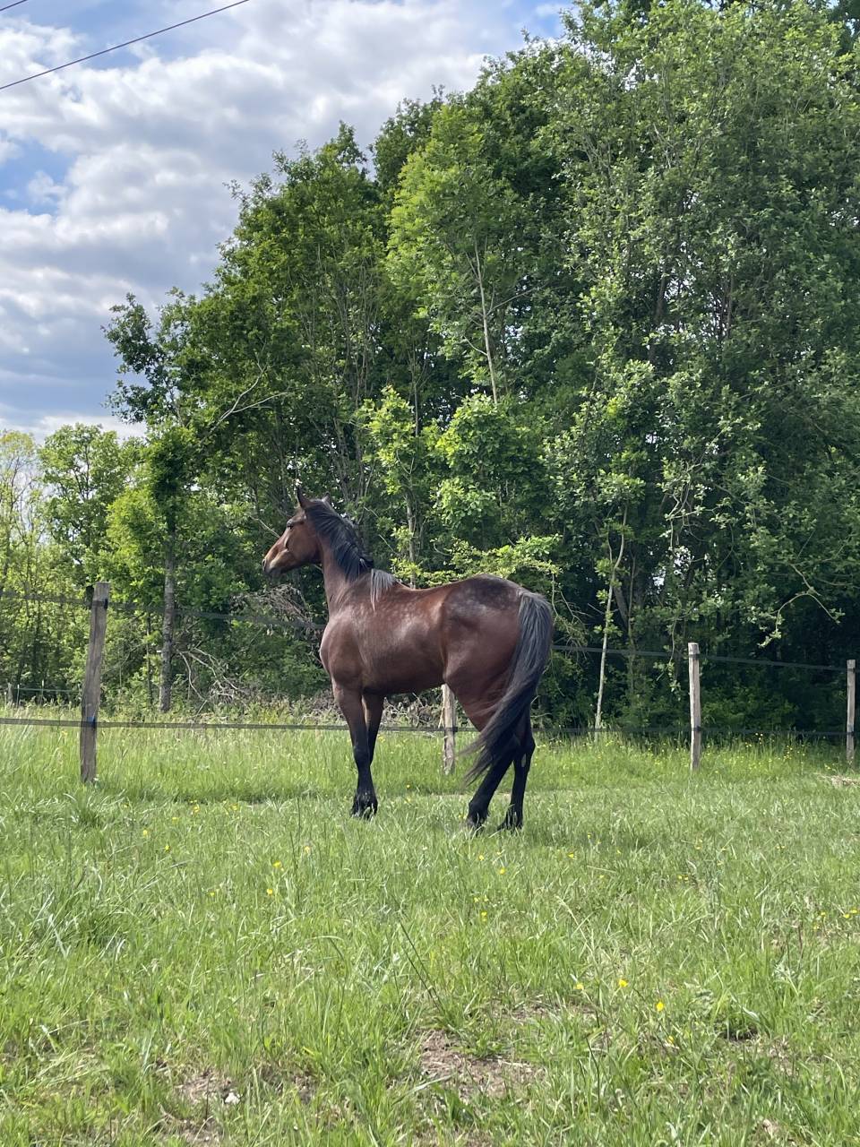 Mare French Trotter For sale 2018 Bay