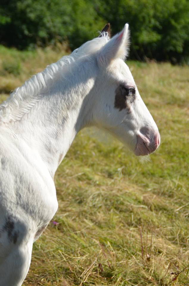 Colt Saddle Horse For sale 2025 Tovero