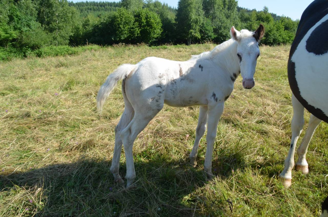 Colt Saddle Horse For sale 2025 Tovero