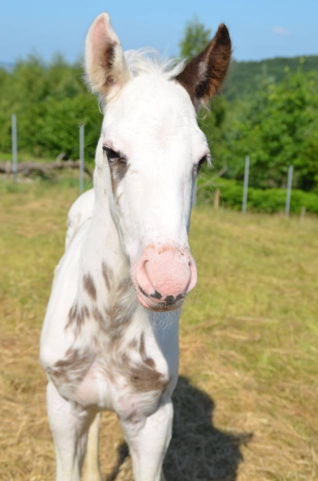 Colt Saddle Horse For sale 2025 Tovero