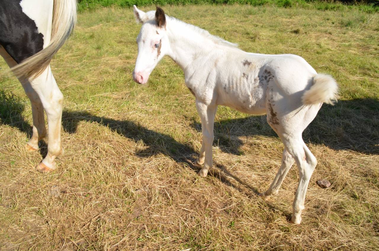 Colt Saddle Horse For sale 2025 Tovero