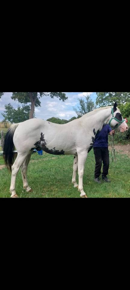 Colt Saddle Horse For sale 2025 Tovero