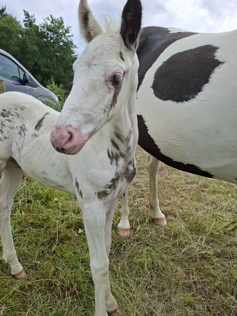 Colt Saddle Horse For sale 2025 Tovero