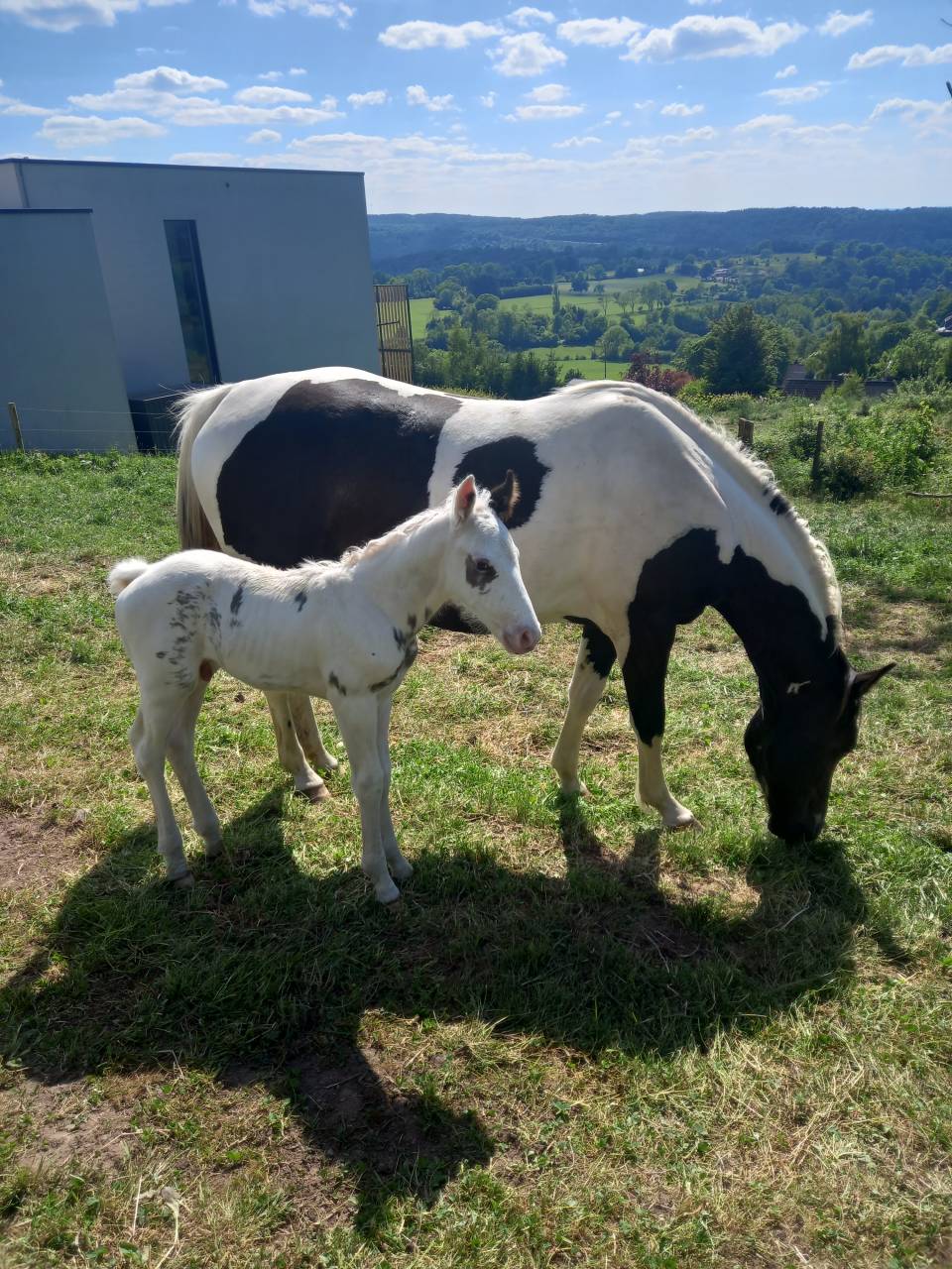 Colt Saddle Horse For sale 2025 Tovero