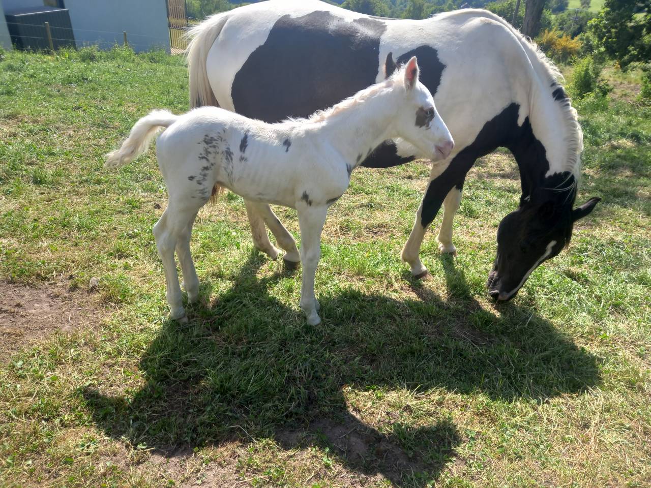 Colt Saddle Horse For sale 2025 Tovero