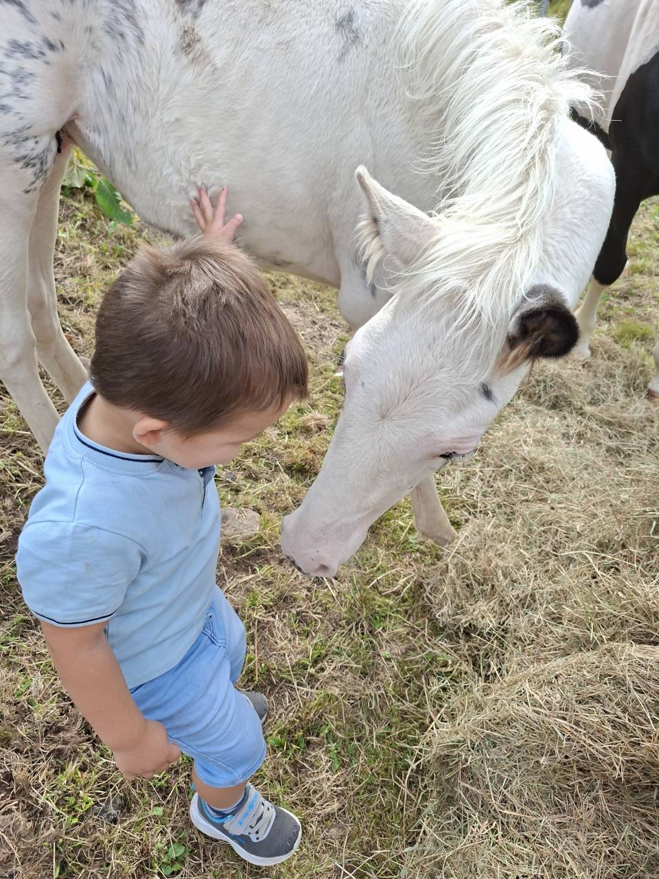 Colt Saddle Horse For sale 2025 Tovero