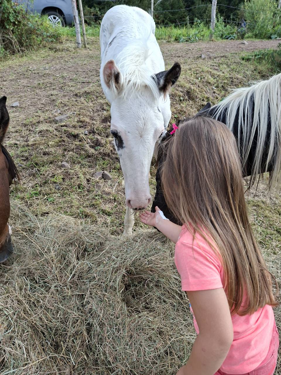 Colt Saddle Horse For sale 2025 Tovero