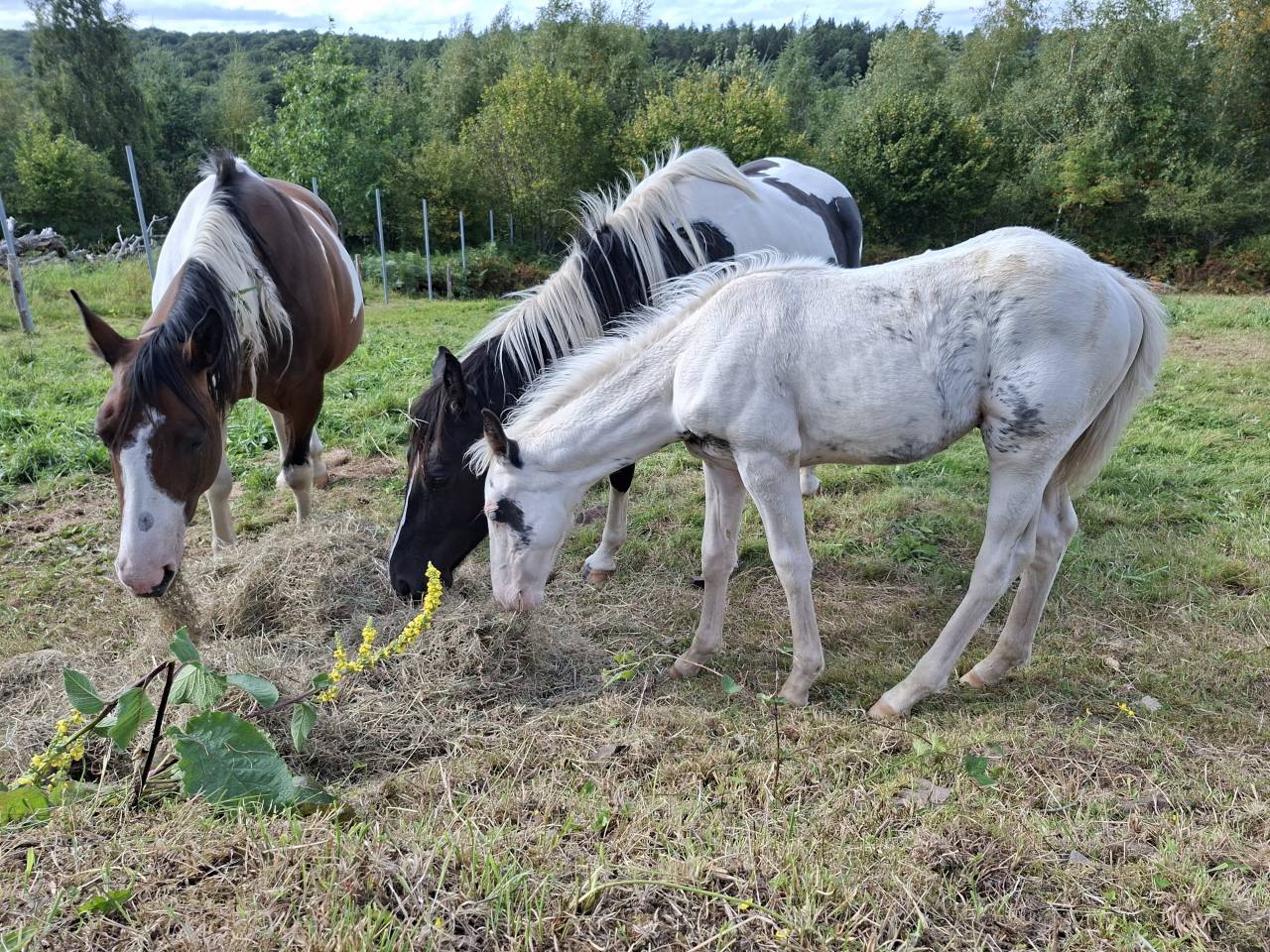 Colt Saddle Horse For sale 2025 Tovero