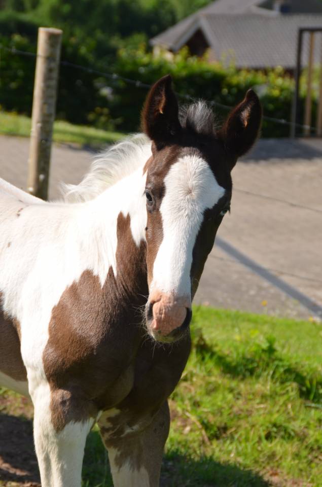 Colt Other Horse Breed For sale 2025 Tobiano