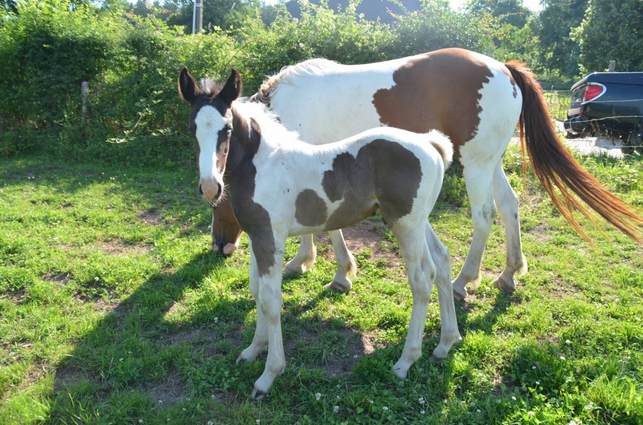 Colt Other Horse Breed For sale 2025 Tobiano