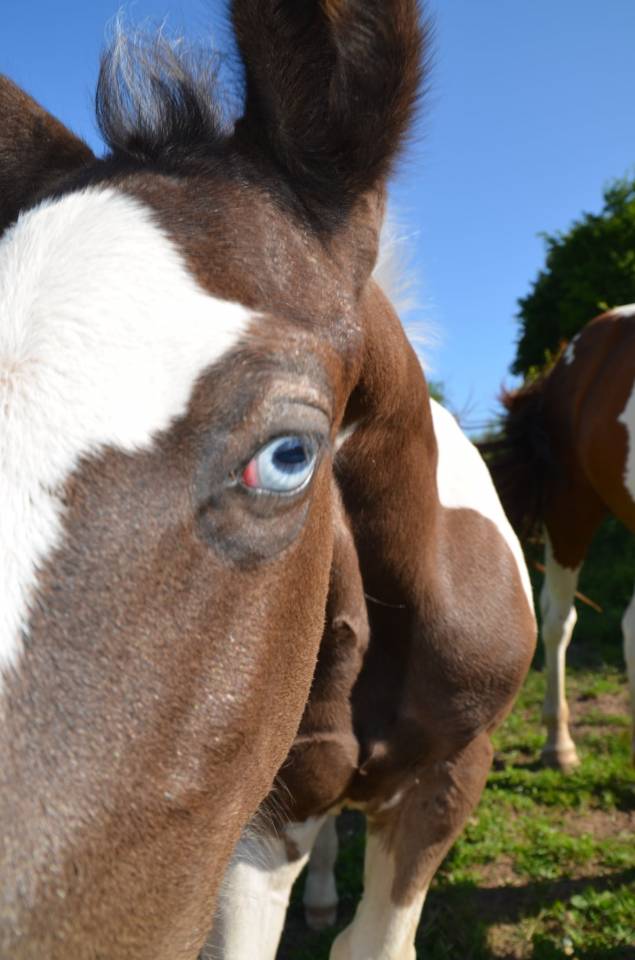 Colt Other Horse Breed For sale 2025 Tobiano