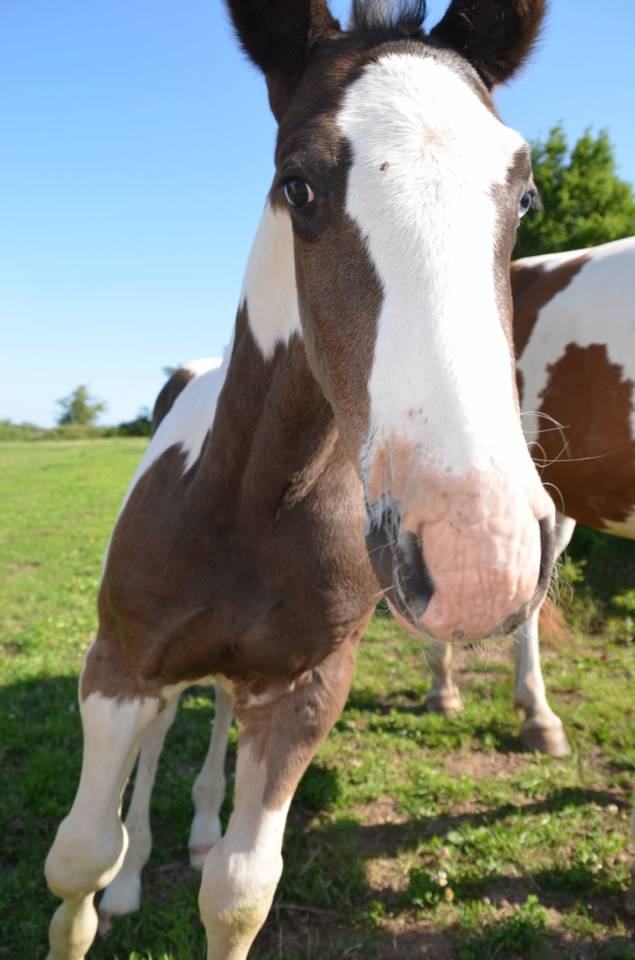Colt Other Horse Breed For sale 2025 Tobiano