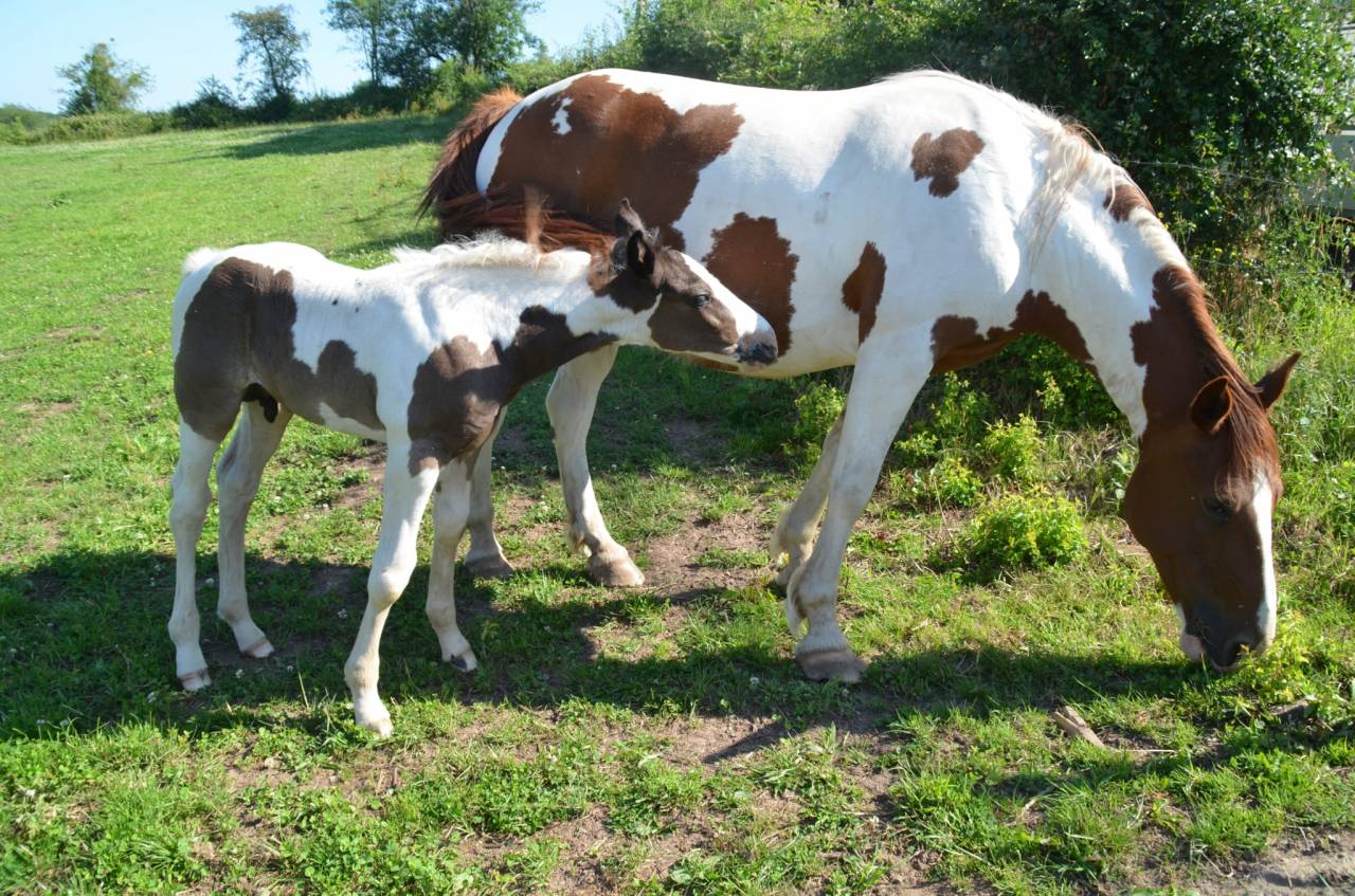 Colt Other Horse Breed For sale 2025 Tobiano