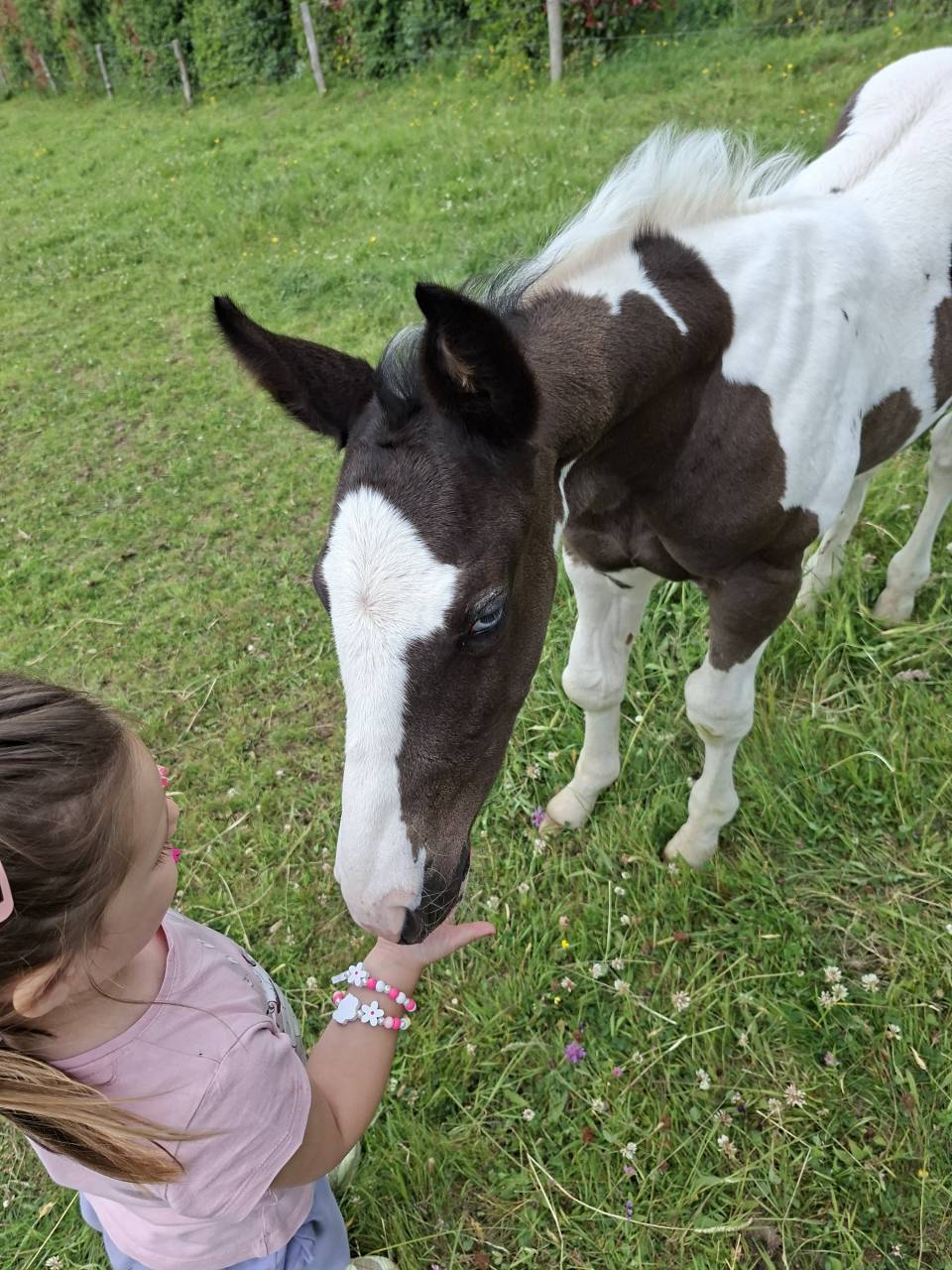 Colt Other Horse Breed For sale 2025 Tobiano