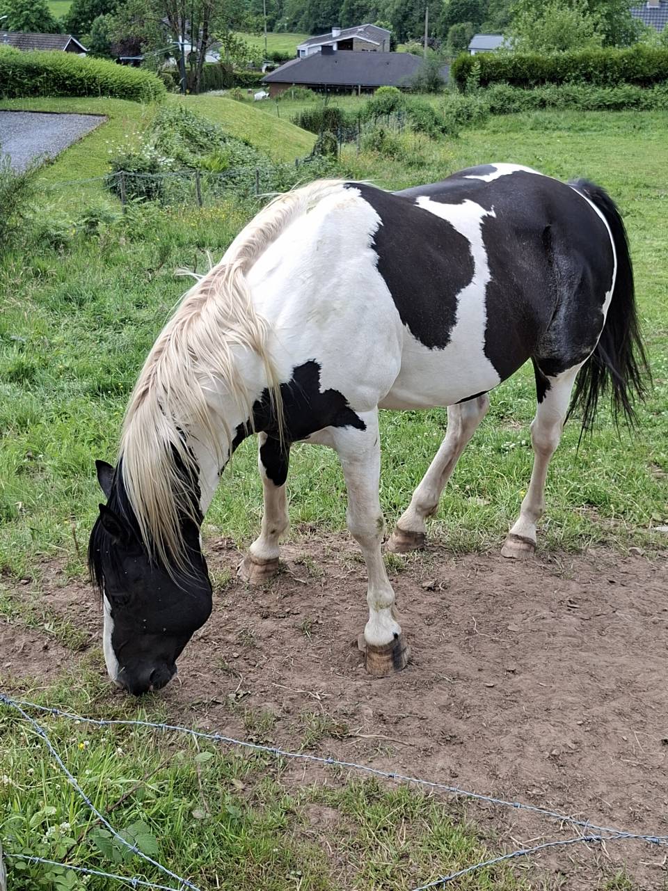 Colt Other Horse Breed For sale 2025 Tobiano