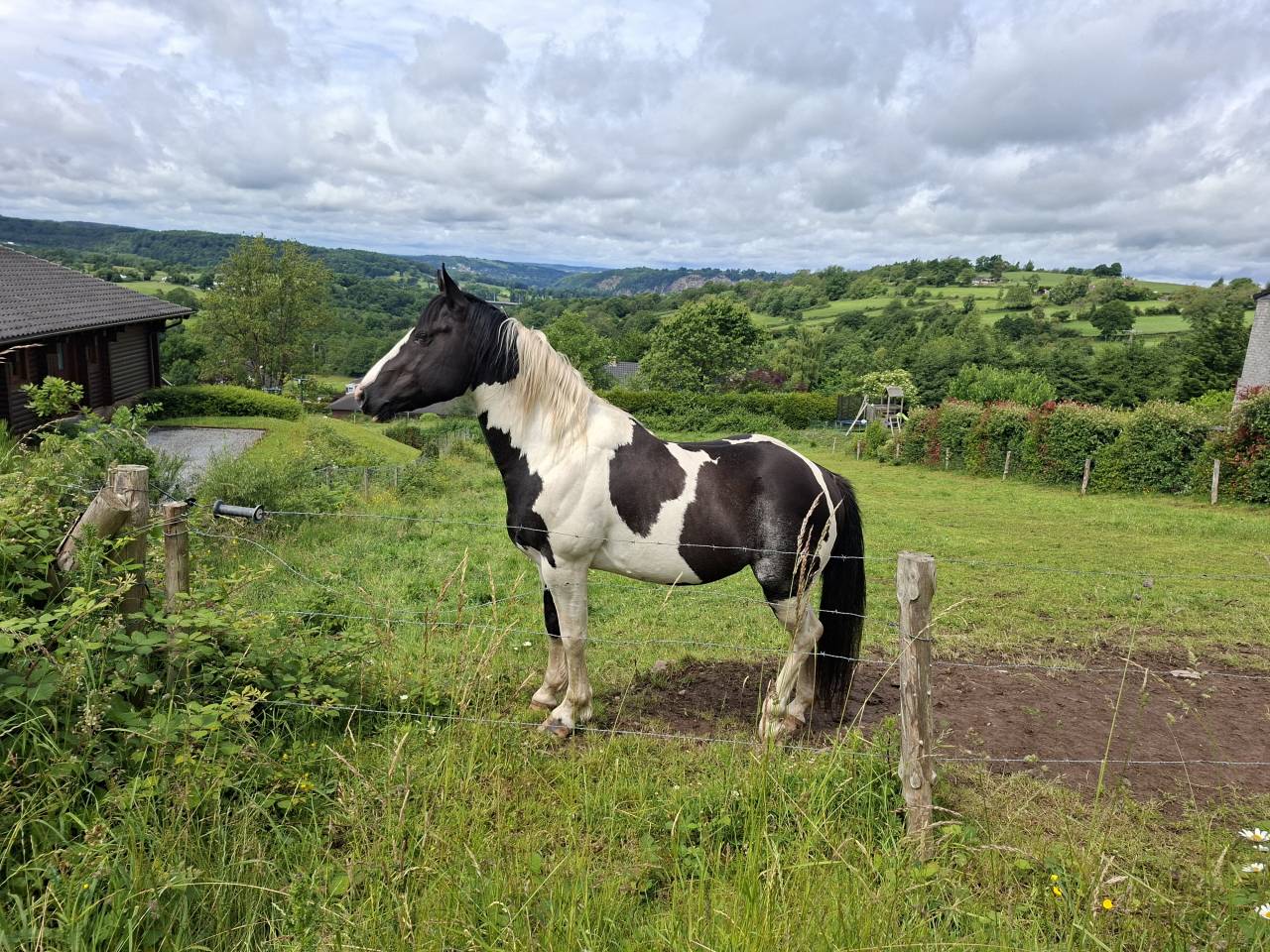Colt Other Horse Breed For sale 2025 Tobiano