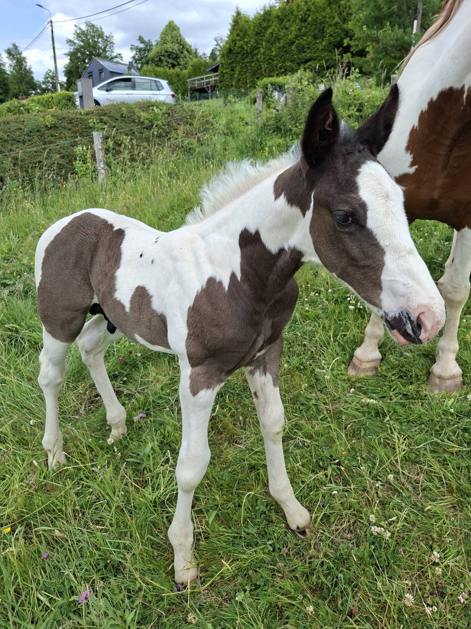 Colt Other Horse Breed For sale 2025 Tobiano