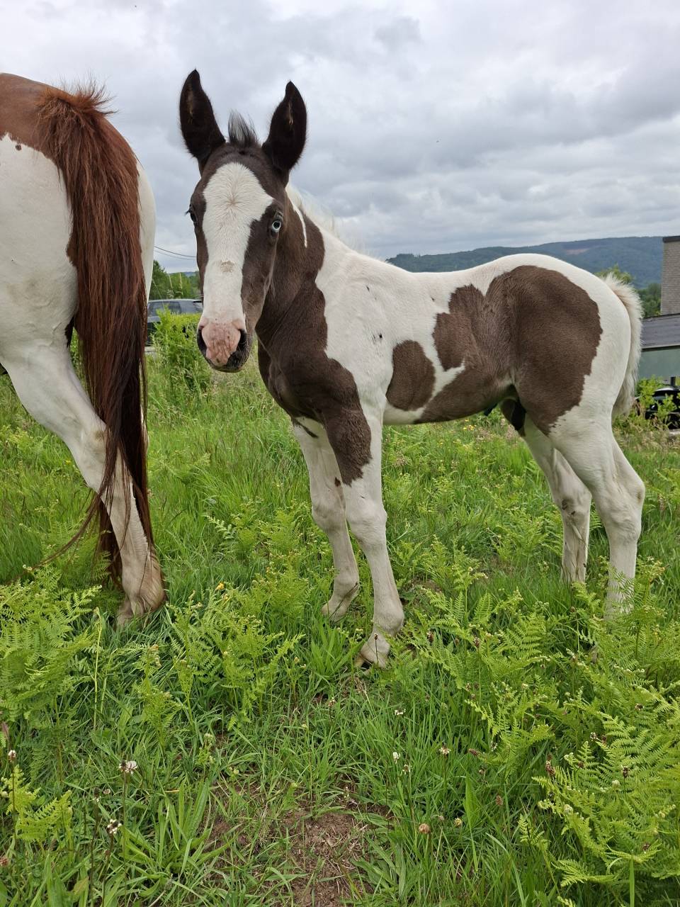 Colt Other Horse Breed For sale 2025 Tobiano