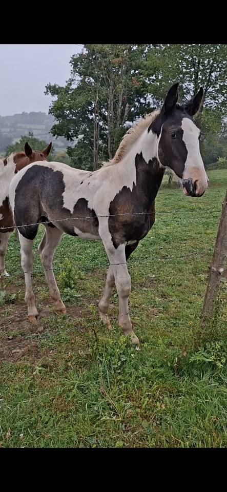 Colt Other Horse Breed For sale 2025 Tobiano