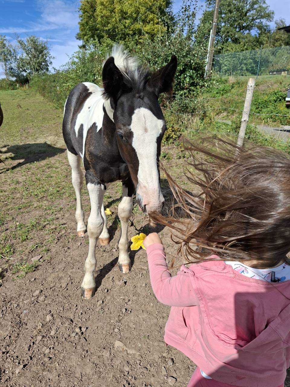 Colt Other Horse Breed For sale 2025 Tobiano