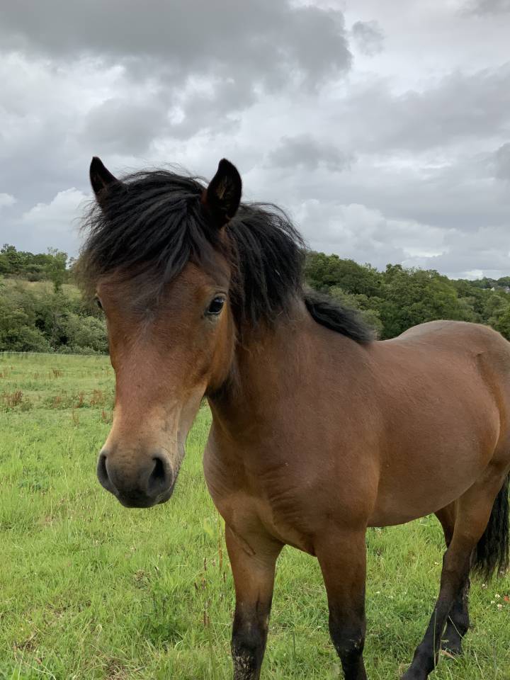 Stallion Dartmoor For sale 2024 Bay