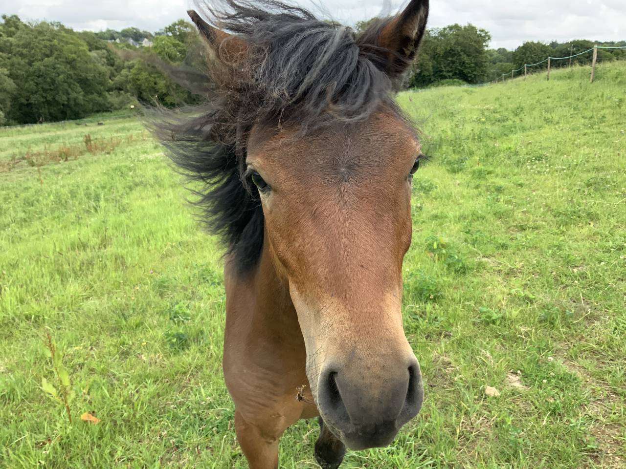 Stallion Dartmoor For sale 2024 Bay