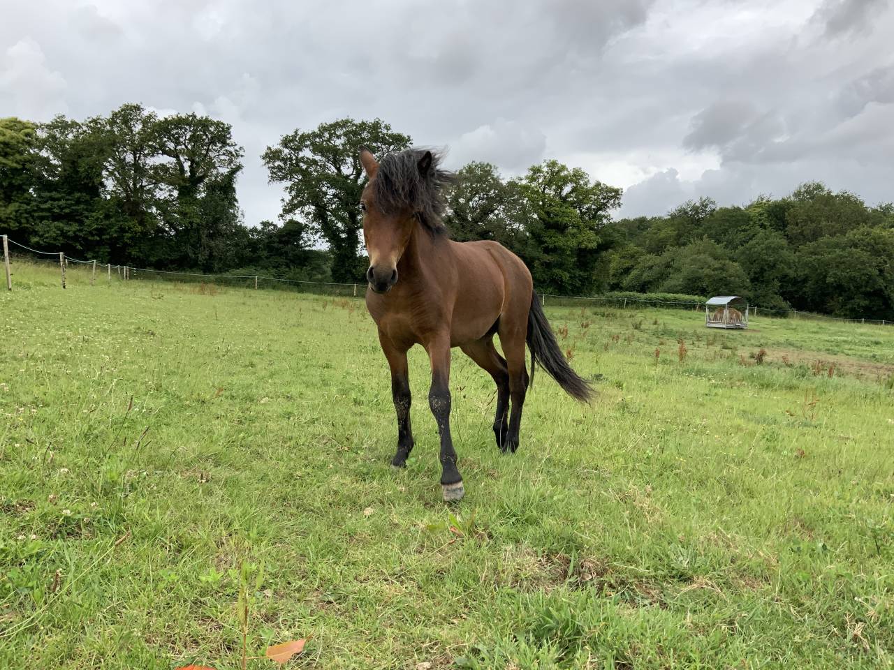 Stallion Dartmoor For sale 2024 Bay