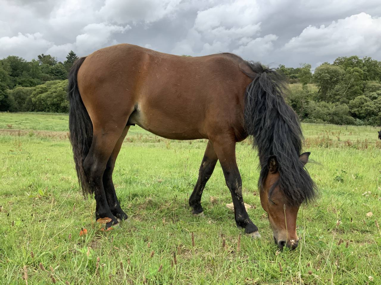 Stallion Dartmoor For sale 2024 Bay