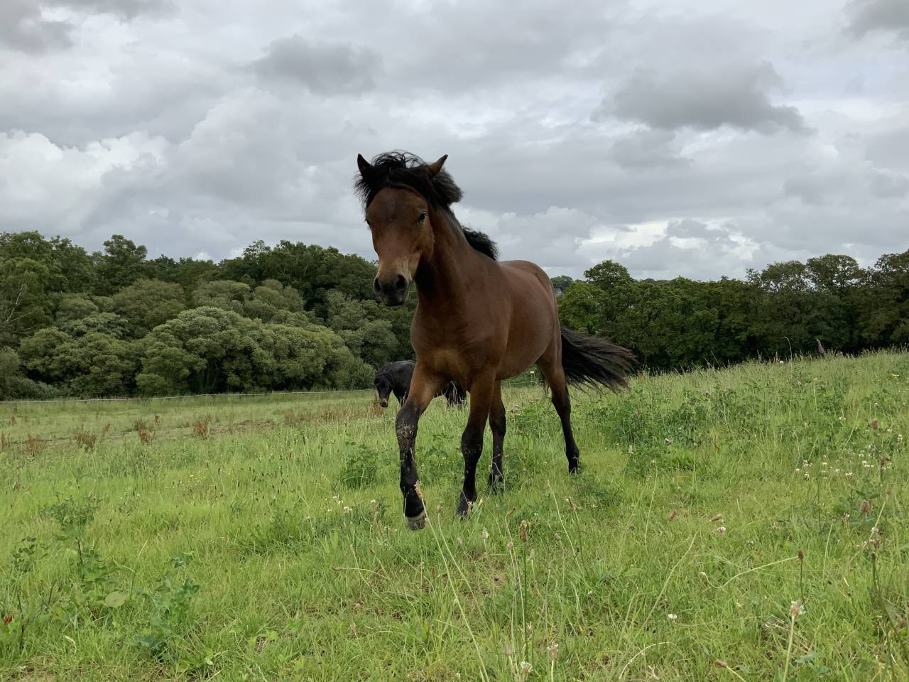 Stallion Dartmoor For sale 2024 Bay