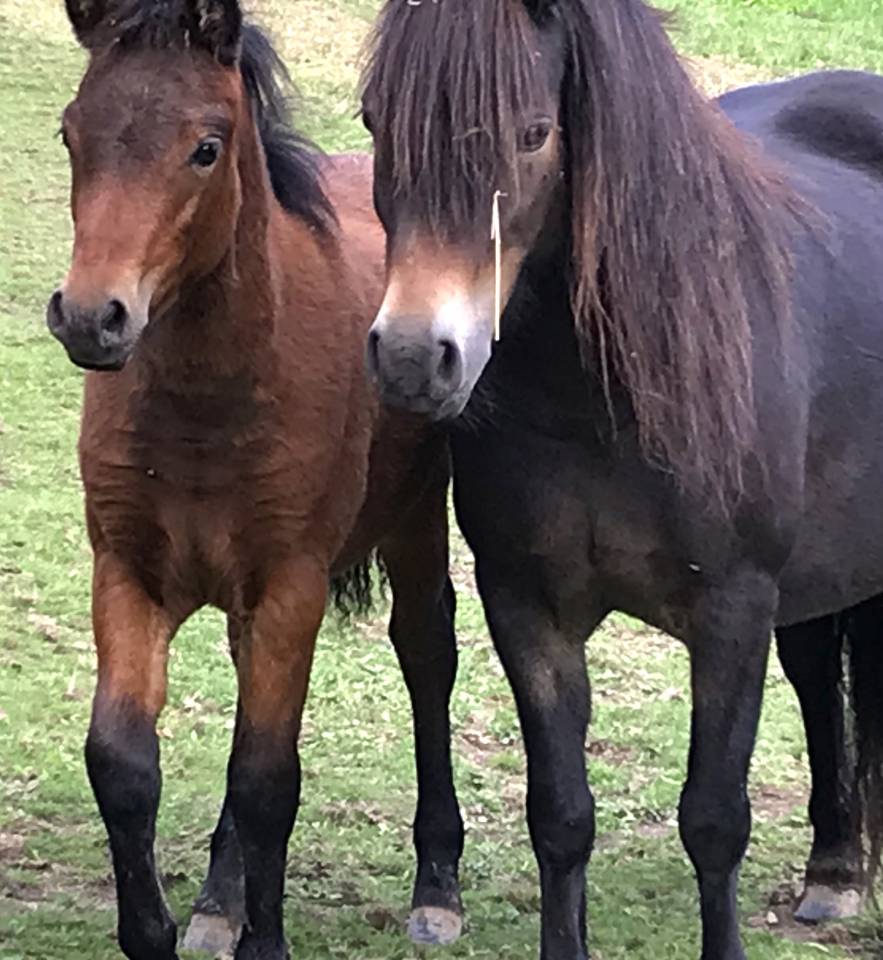 Stallion Dartmoor For sale 2024 Bay