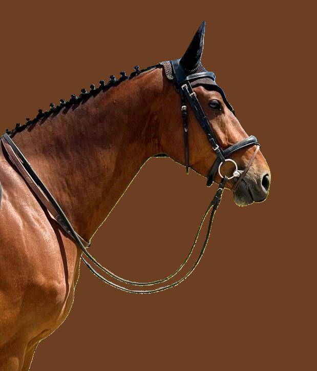 Gelding Selle Français For sale 2018 Bay