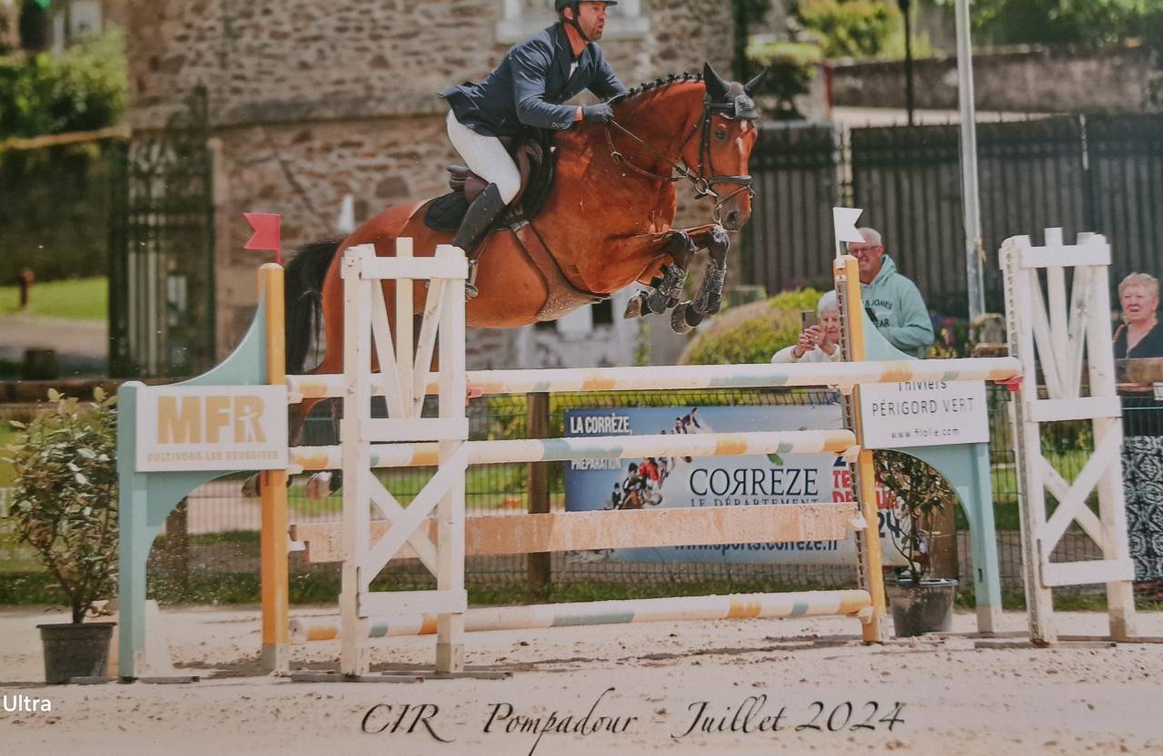 Gelding Selle Français For sale 2018 Bay