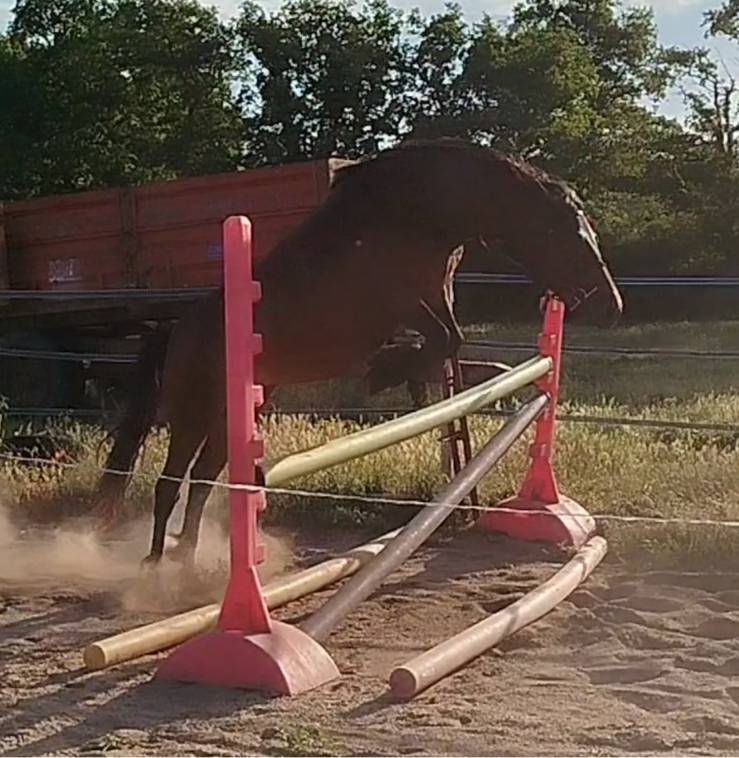 Mare Connemara For sale 2019 Bay