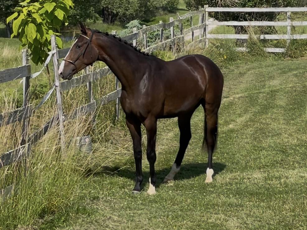 Gelding KWPN Dutch Warmblood For sale 2023 Bay